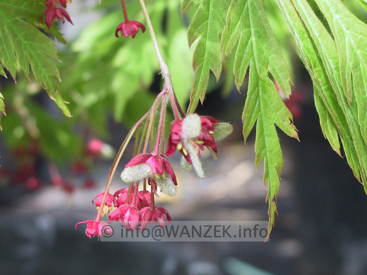 Acer japonicum Aconitifolium Bluetenmacro.jpg